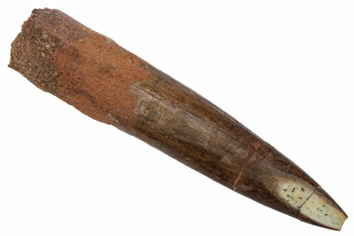 Fossil Sauropod Dinosaur (Rebbachisaurus) Tooth - Morocco #218463